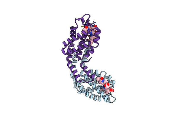4RMP image