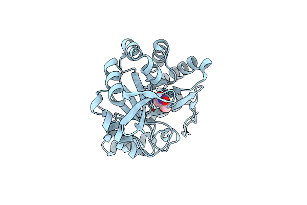 5D2W image
