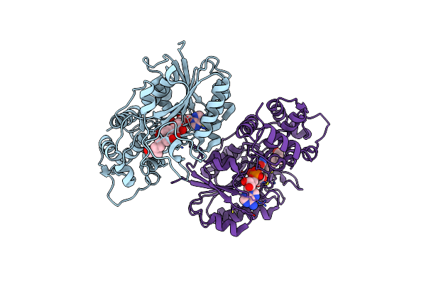 5DBI image