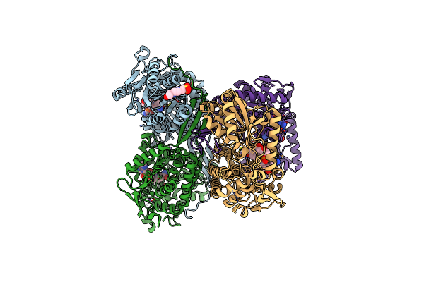 5DIB image