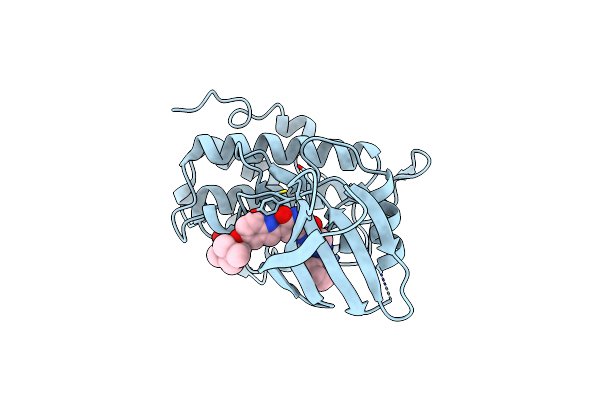 5DLS image