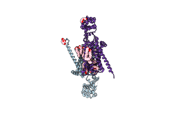 5DSG image