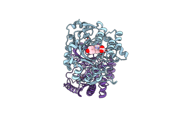 5RAE image