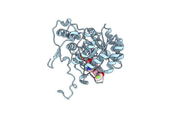 6D4W image