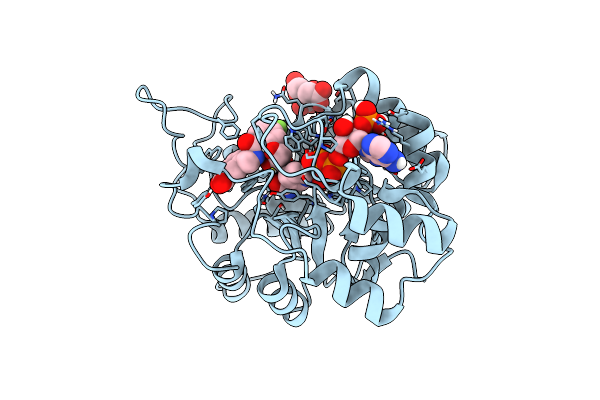 8CNP image