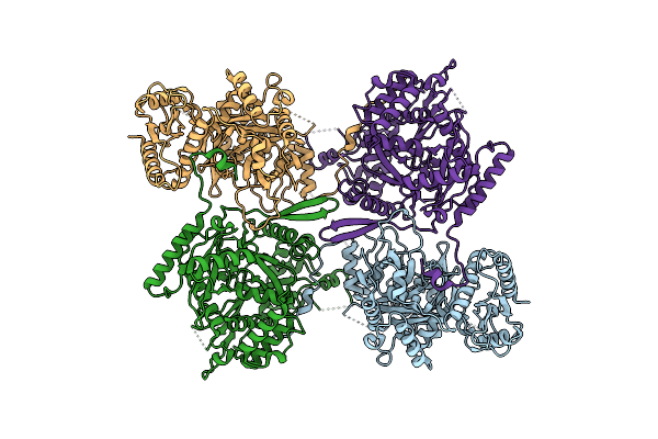 8IGG image