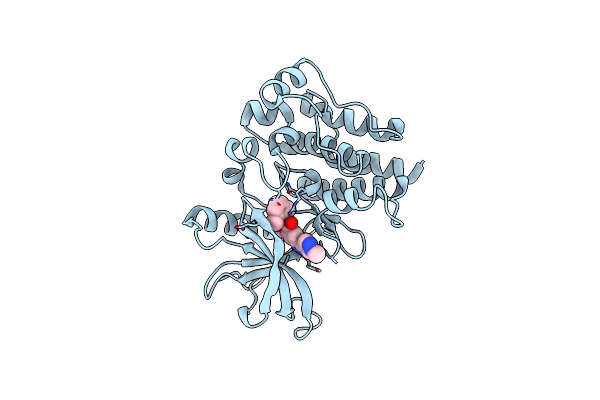 9D1X image