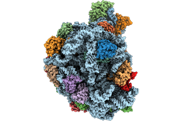 9L96 image