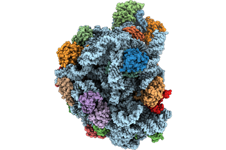 9L98 image