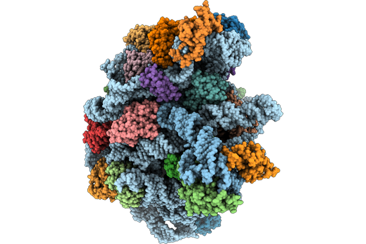 9L9C image