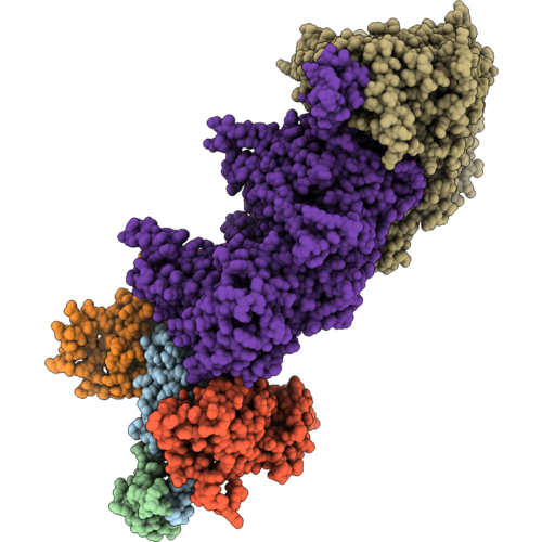 9PCR image