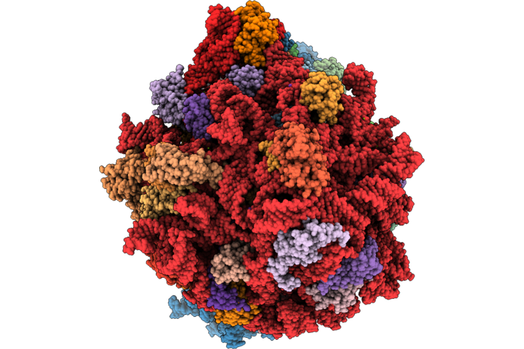 9PIH image
