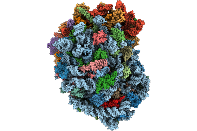 9PKD image