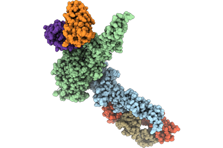 9PLP image