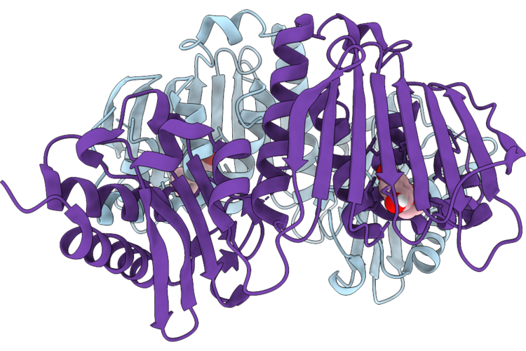 9PRP image