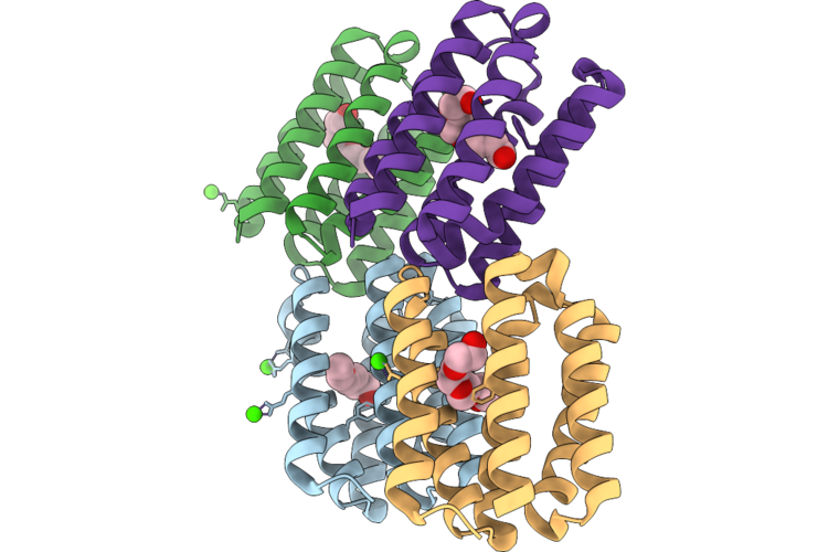 9PVL image