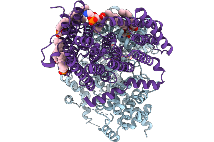 9RD9 image