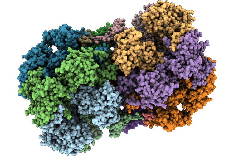 9RHL image