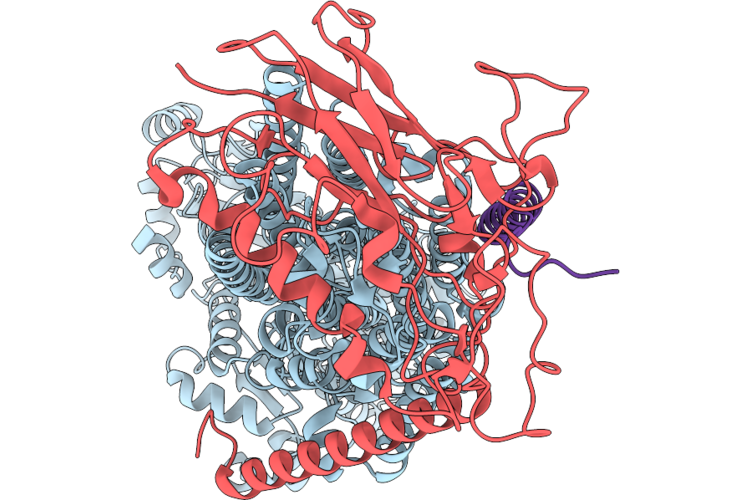 9ROP image