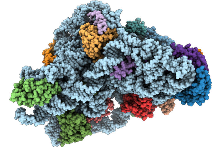 9SDP image