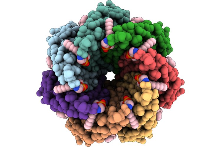 9SDT image