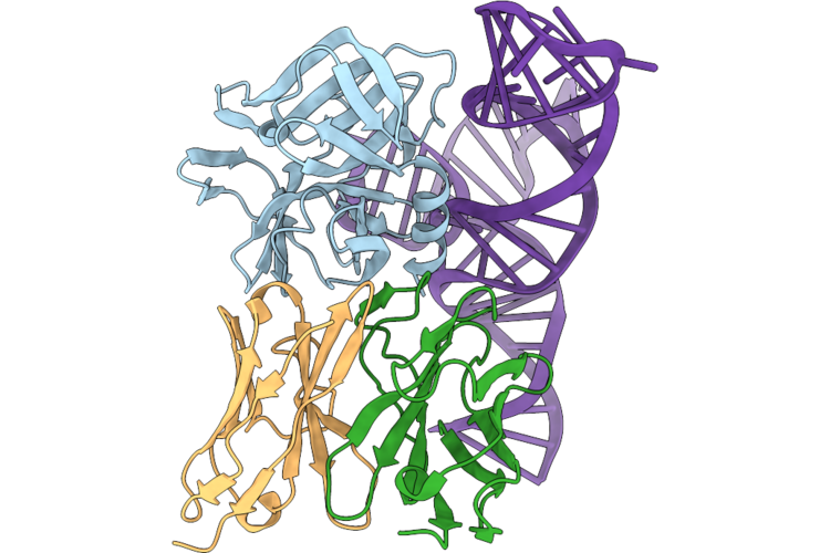 9VMD image