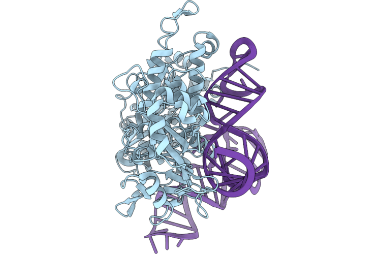 9Z2P image