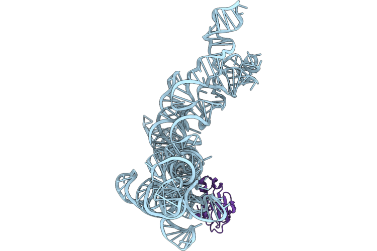 9ZIB image