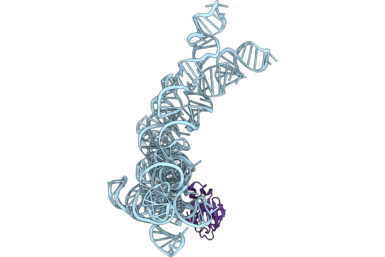 9ZIN image
