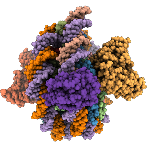 9ZSK image