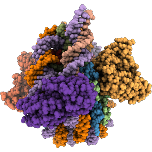 9ZSL image